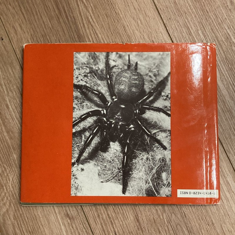 Spider Magic