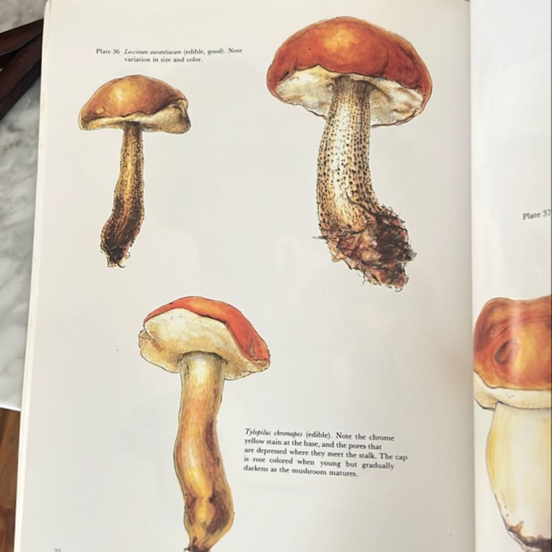 The Mushroom Hunt