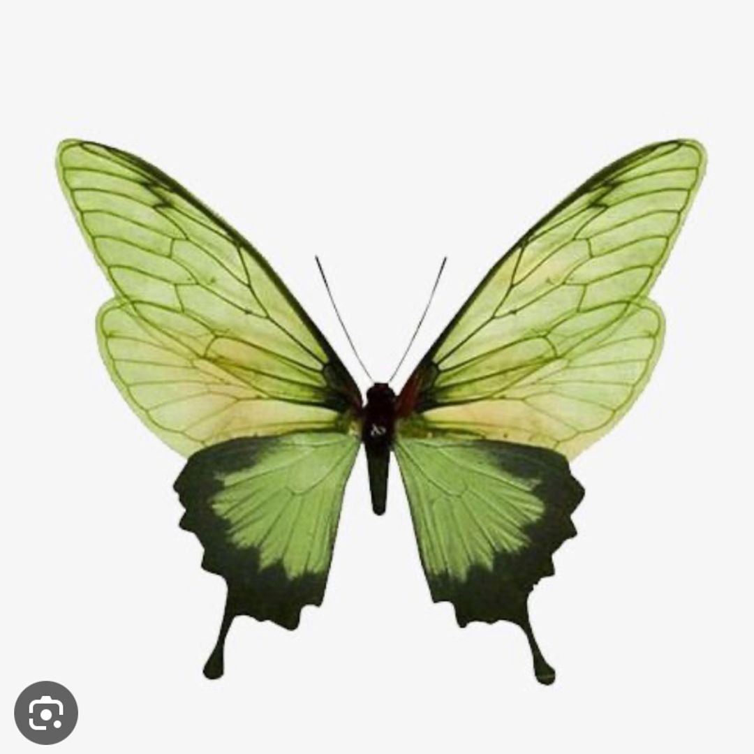 greenbutterfly