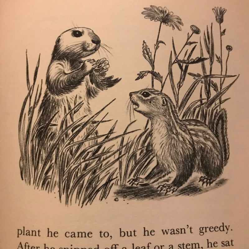 Whitetail The Story Of A Prairie Dog Vintage 1958