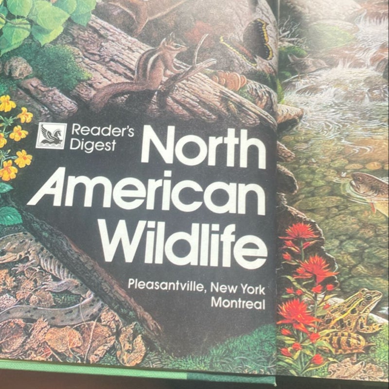 North American Wildlife 