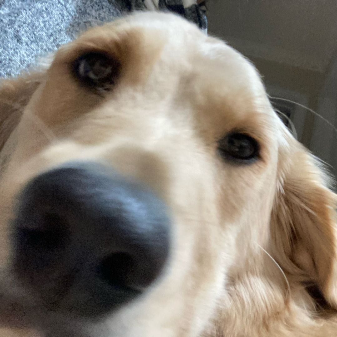 Dstef13