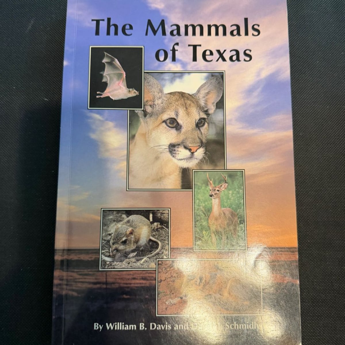 The Mammals of Texas by William B. Davis, David J. Schmidly