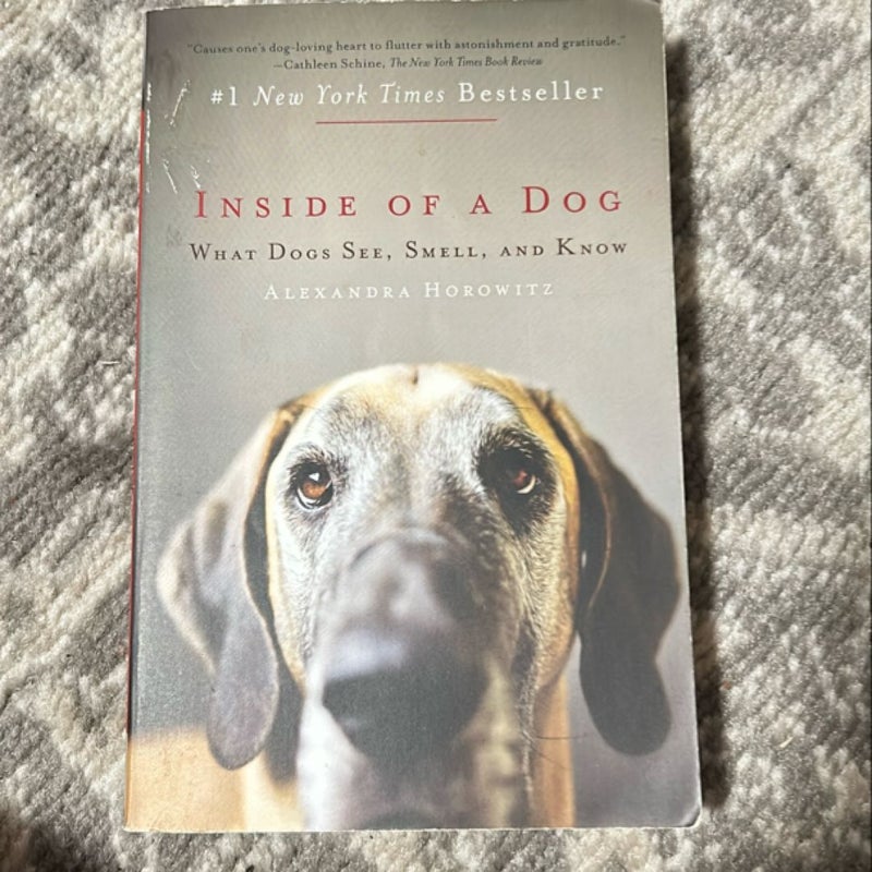 Inside of a Dog