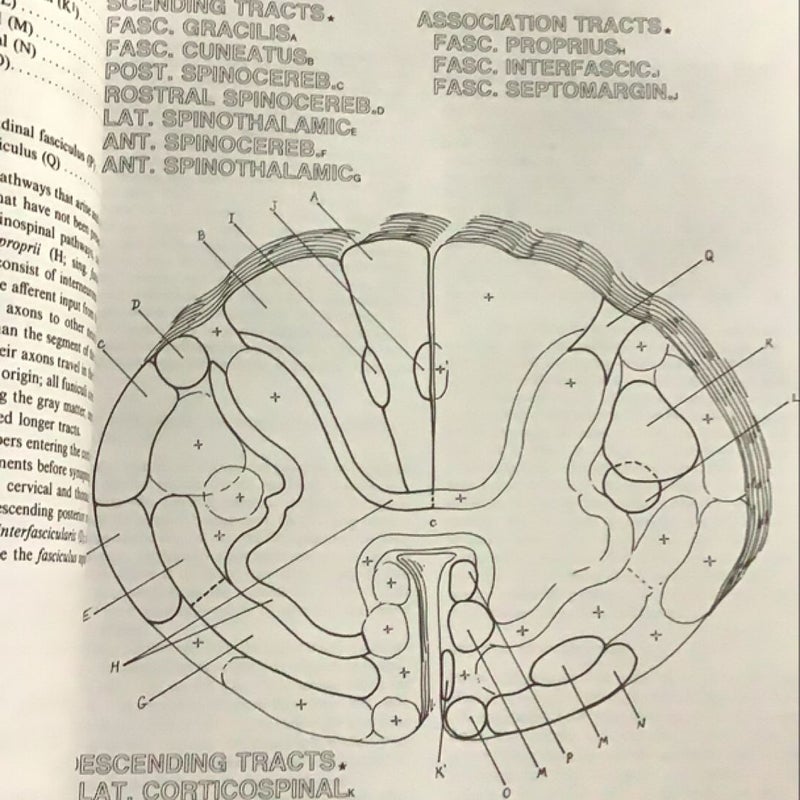 The Human Brain Coloring Book
