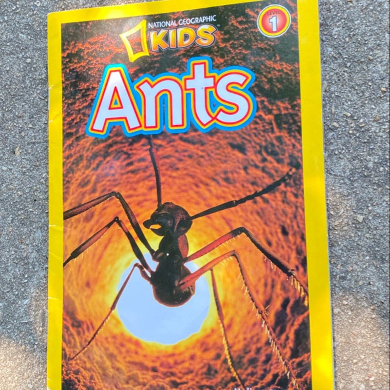 Kids Ants