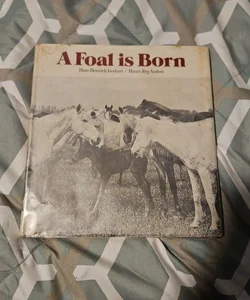 A Foal Is Born
