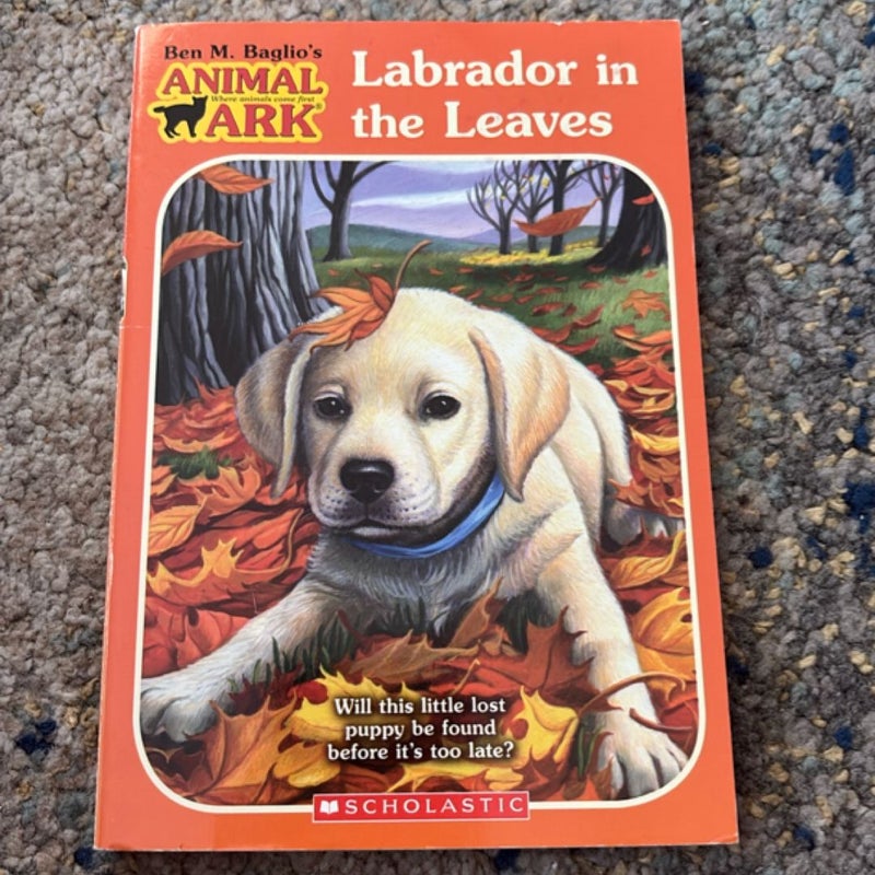 Labrador in the leaves 