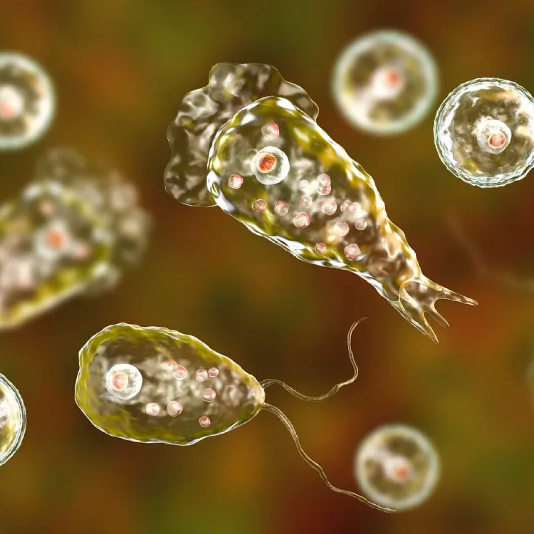 Amoeba