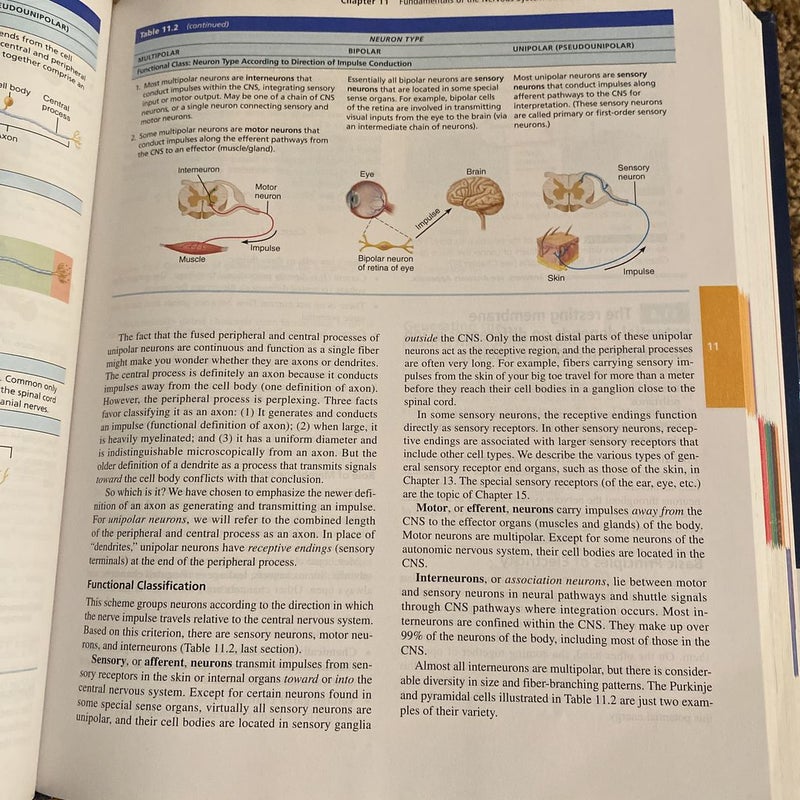 Human Anatomy and Physiology