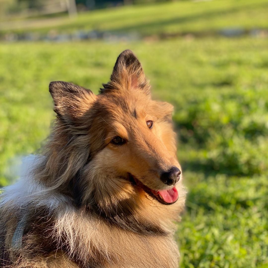 Bellaful