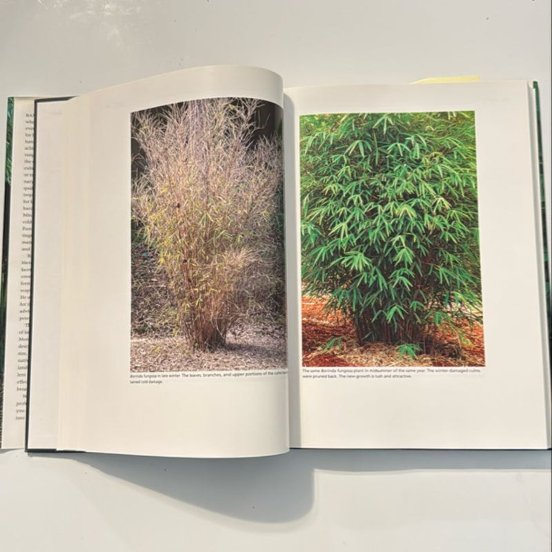 Bamboo for Gardens