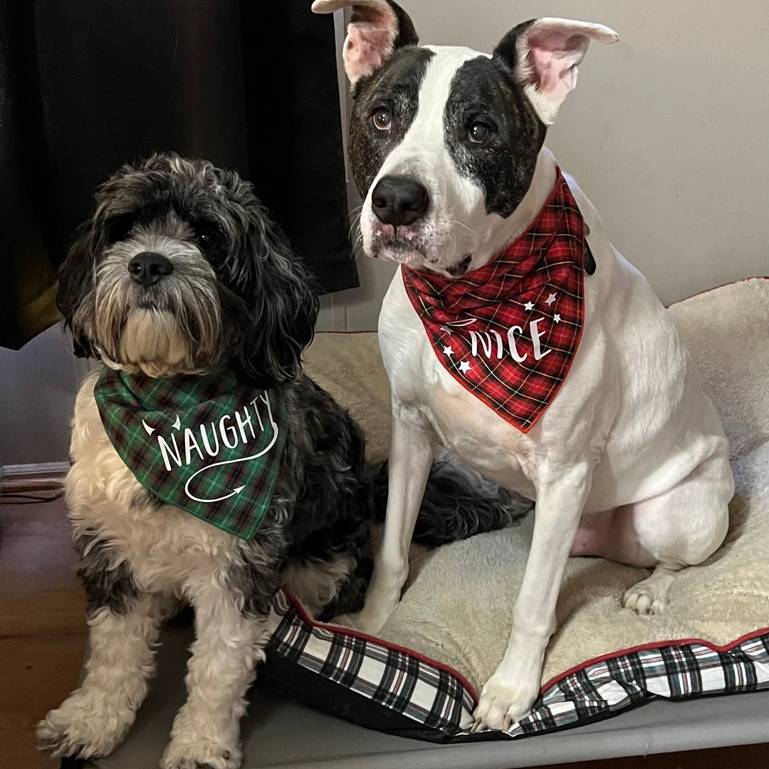 Jen Reads Everything