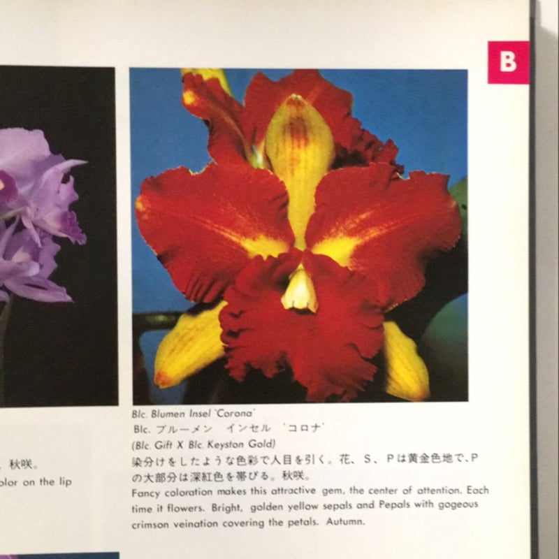 Cattleya by Japan Orchid Growers Association, Hardcover | Pangobooks