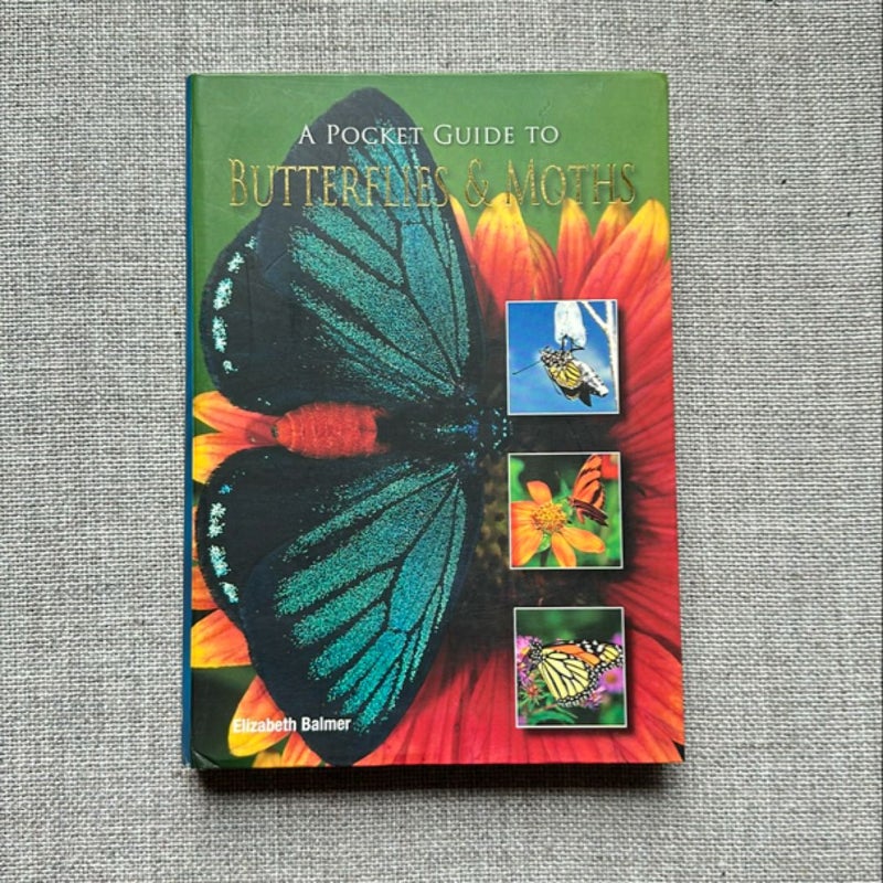 Butterflies & Moths