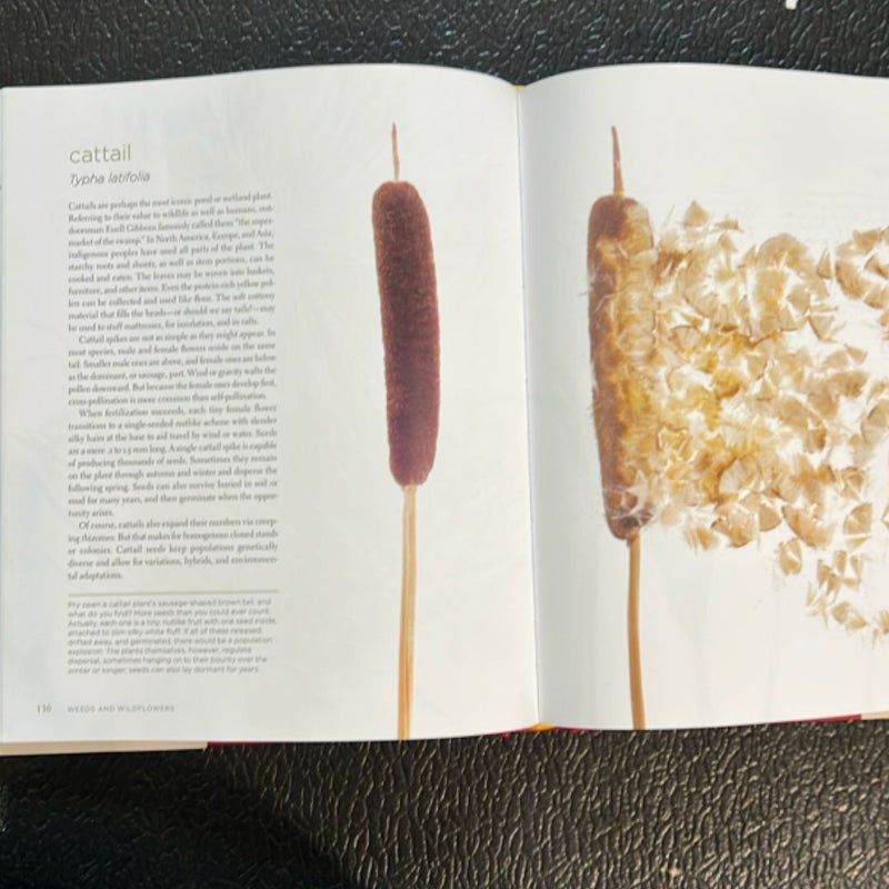 Seeing Seeds