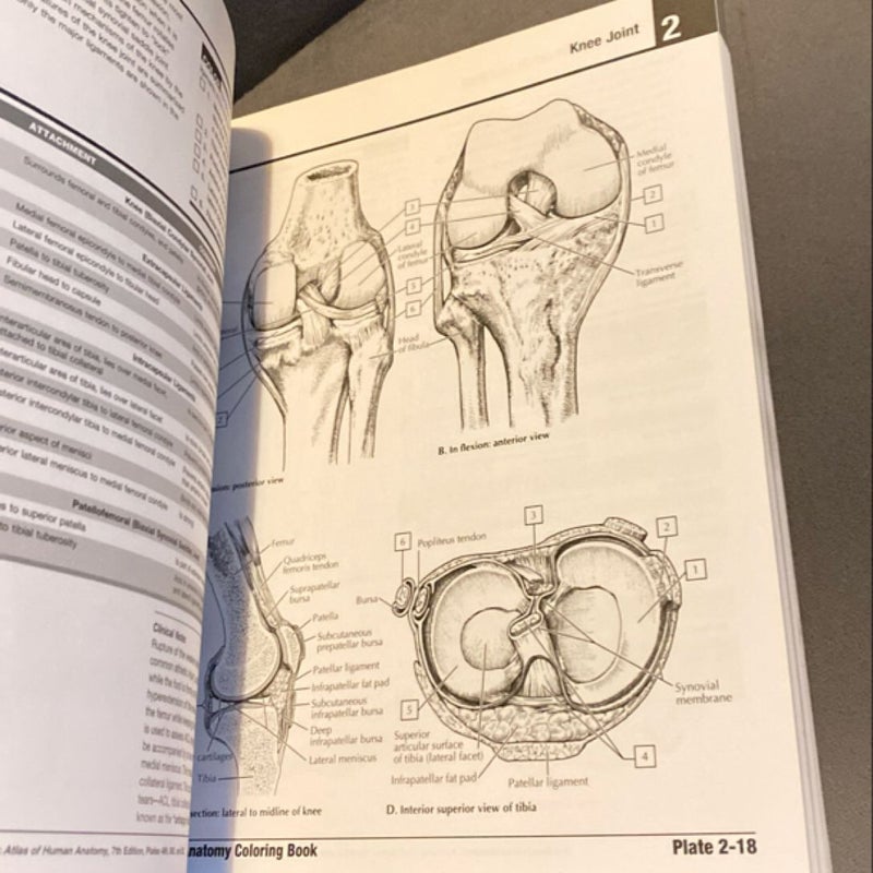 Netter's Anatomy Coloring Book Updated Edition