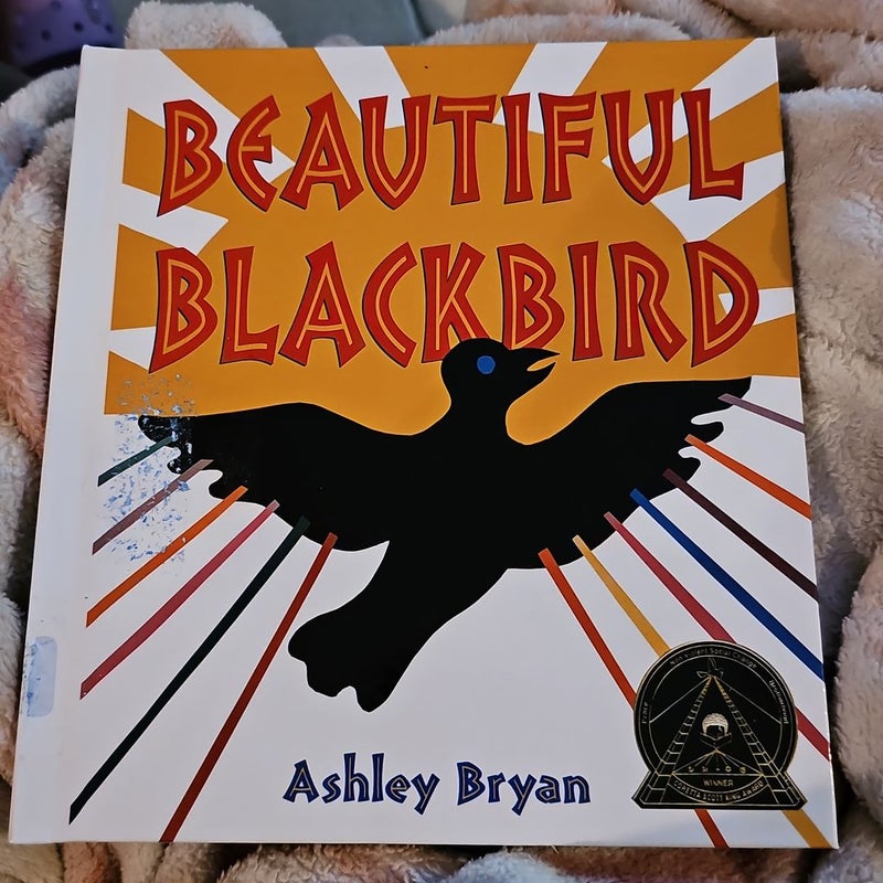 Beautiful Blackbird *