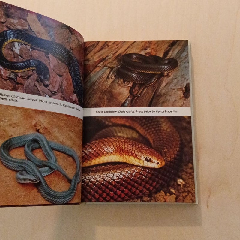 Snakes of South America
