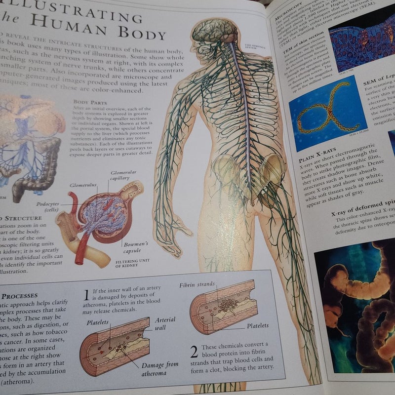 Illustrated Guide to the Human Body 📕
