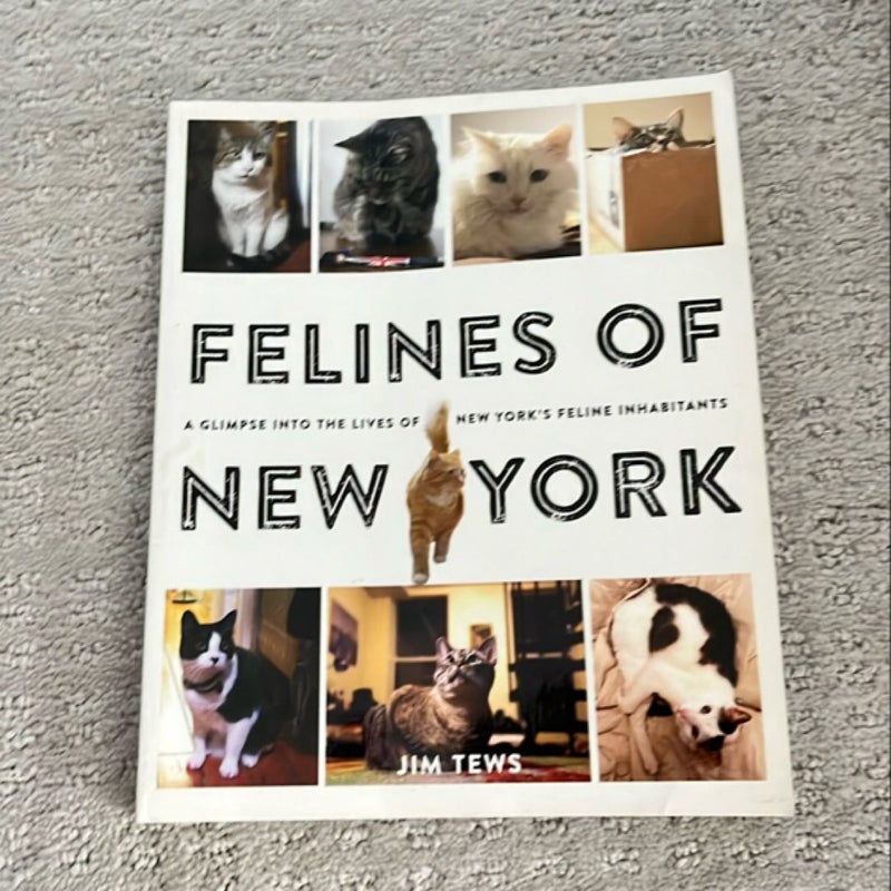 Felines of New York