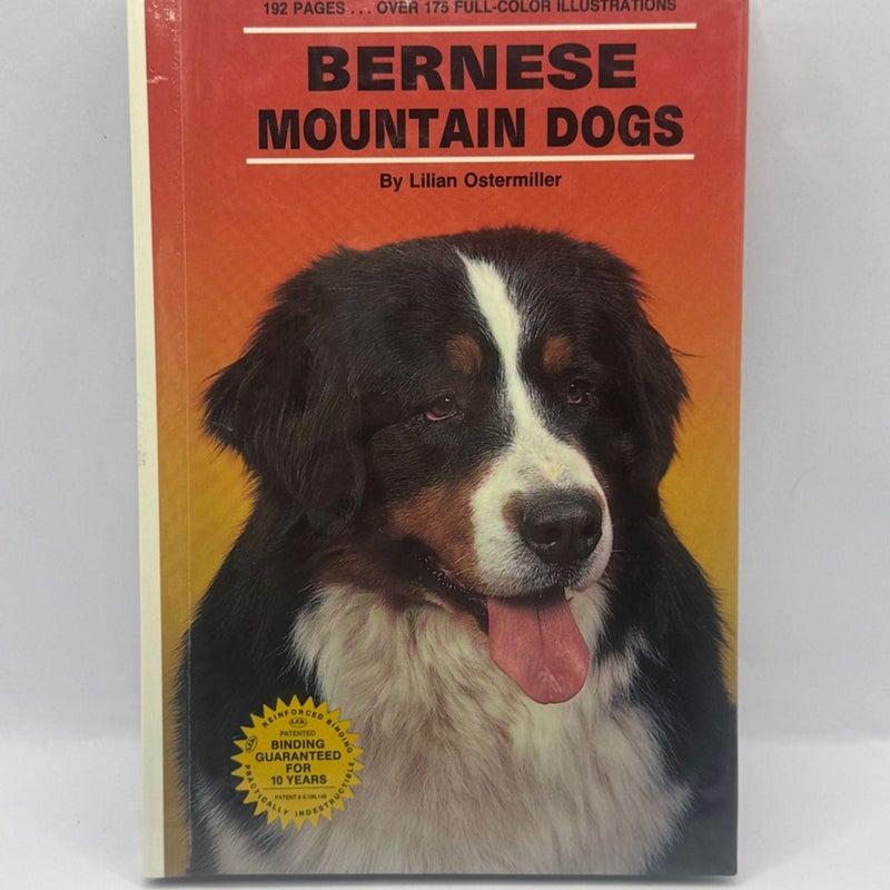 Bernese Mountain Dogs