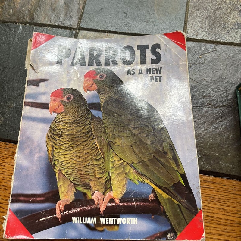 Parrots As a New Pet