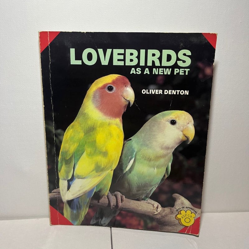 Lovebirds As a New Pet