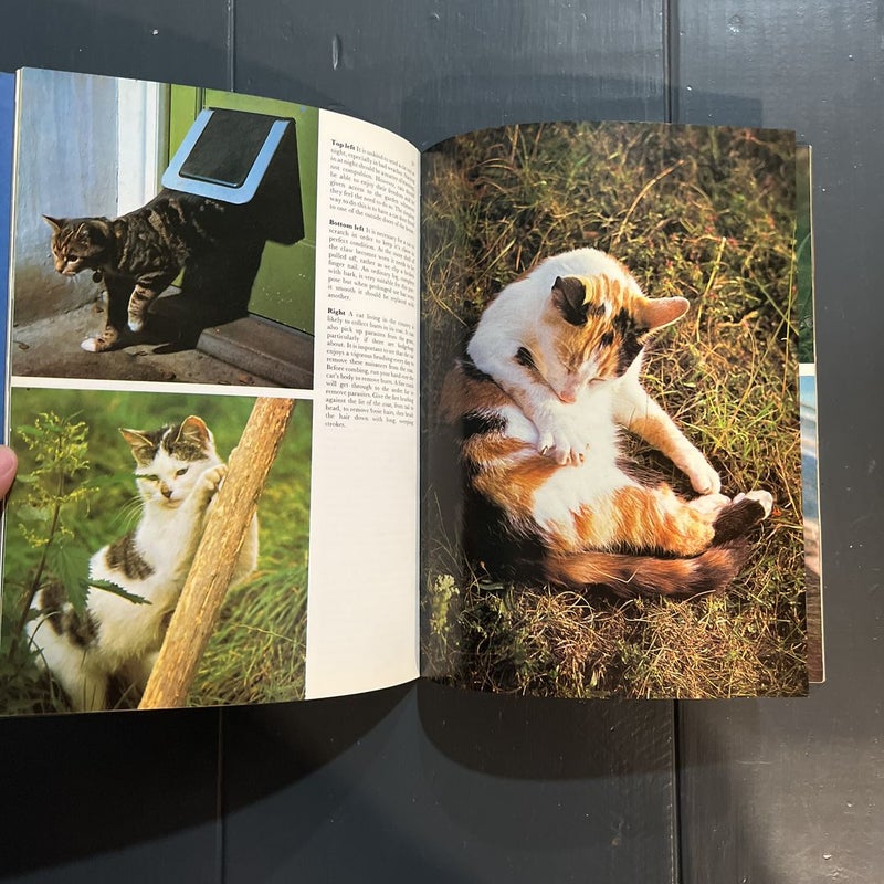 All color book of cats