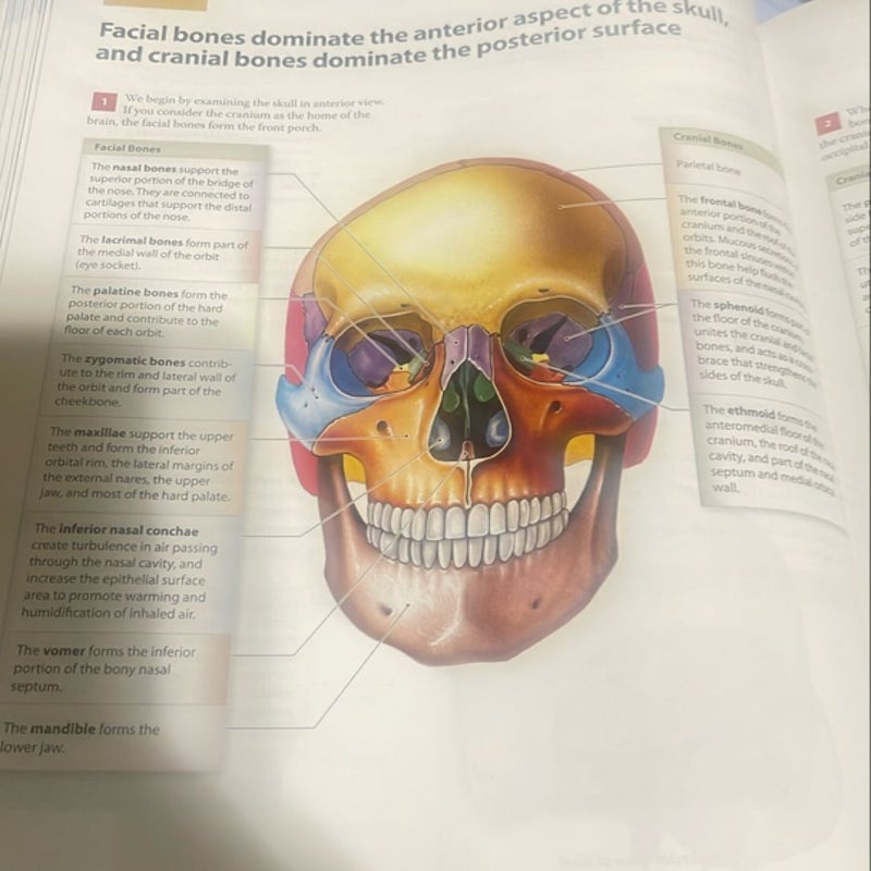 Visual Anatomy and Physiology