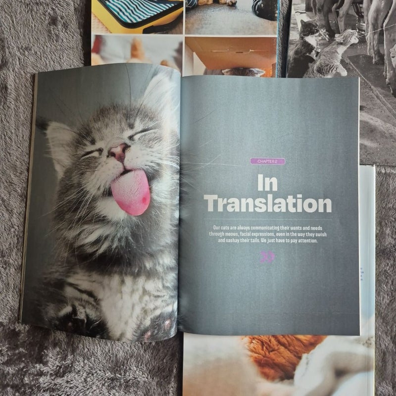 4 Magazines All About Cats