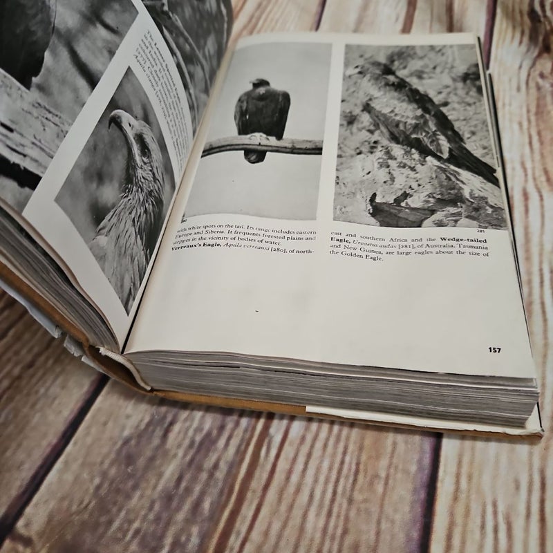 The pictorial encyclopedia of birds 