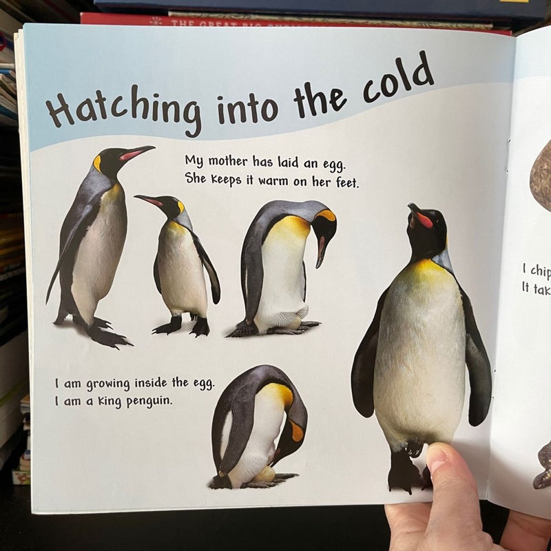 Penguins, See How They Grow