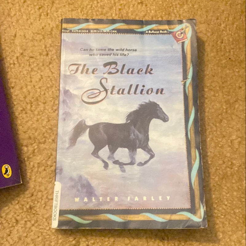 The Black Stallion