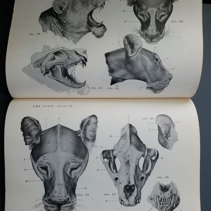 An Atlas of Animal Anatomy for Artists