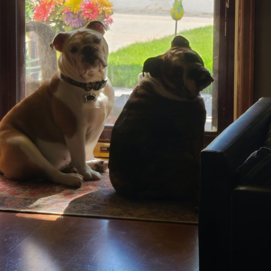The Bulldog Library