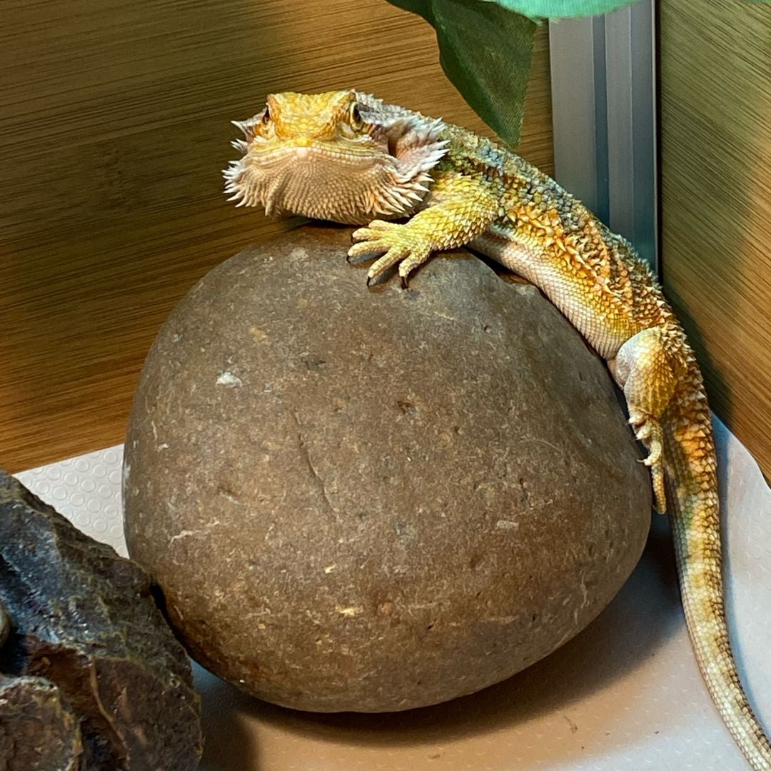The Book Dragon