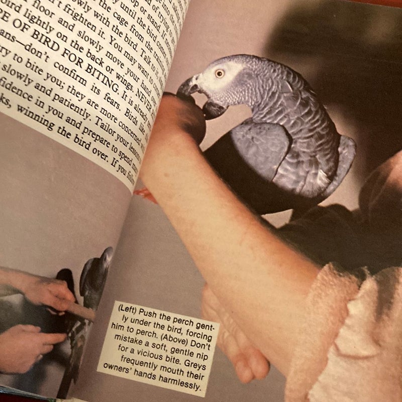 Training African Grey Parrots