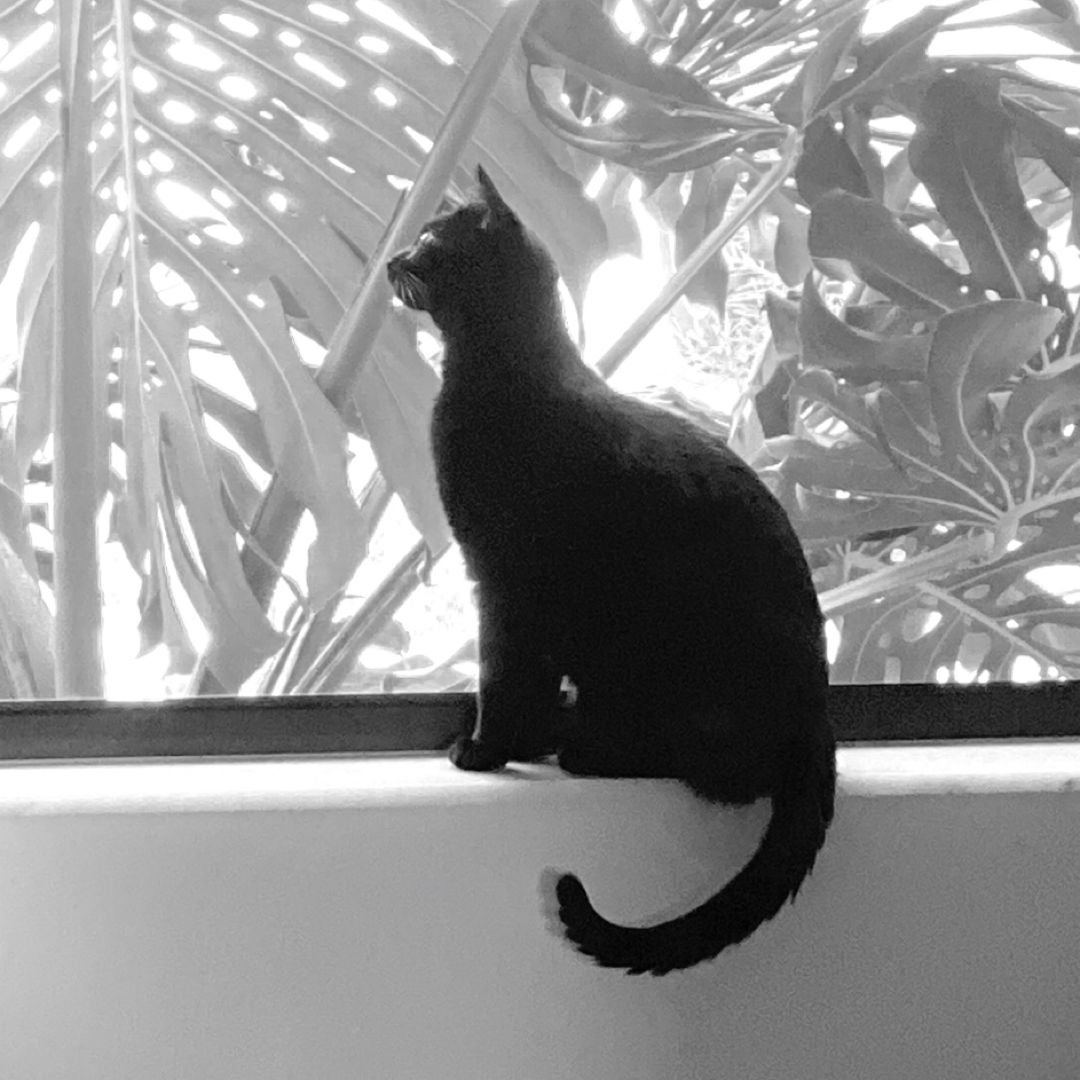 Black Cat Books