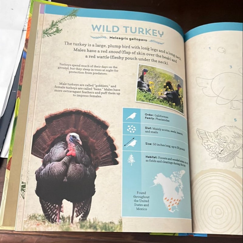 Ranger Rick's Wildlife Around Us Field Guide and Drawing Book: Volume 1