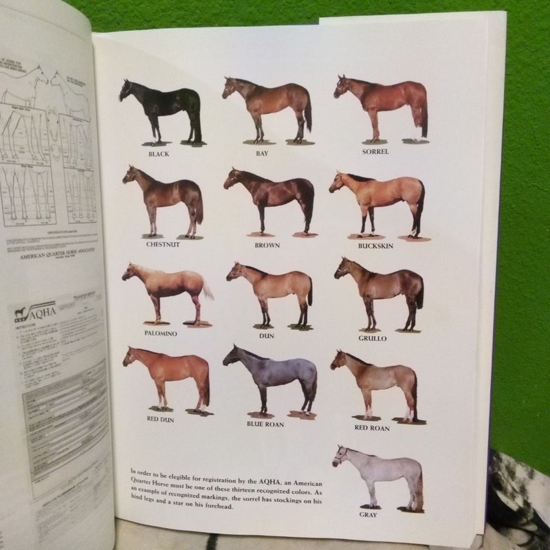 The American Quarter Horse