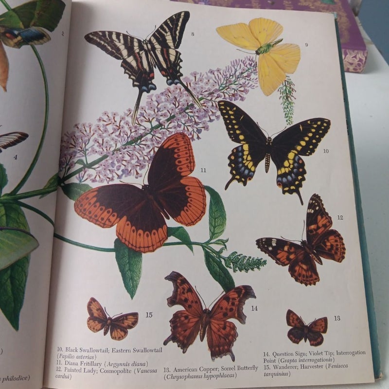 American Butterflies and Moths - 1942- Random House