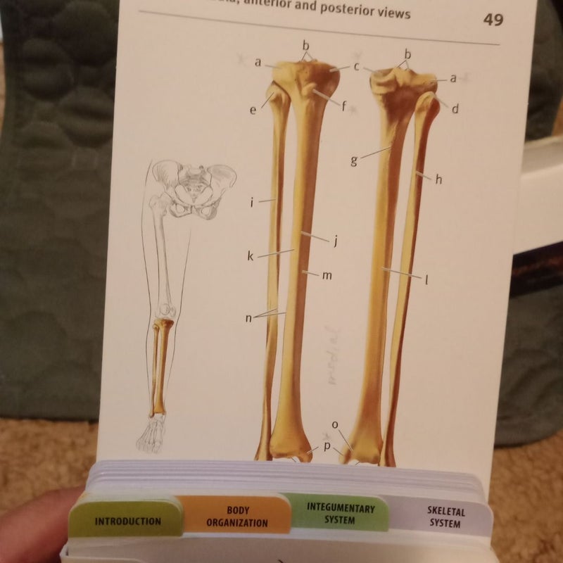 Anatomy Flashcards