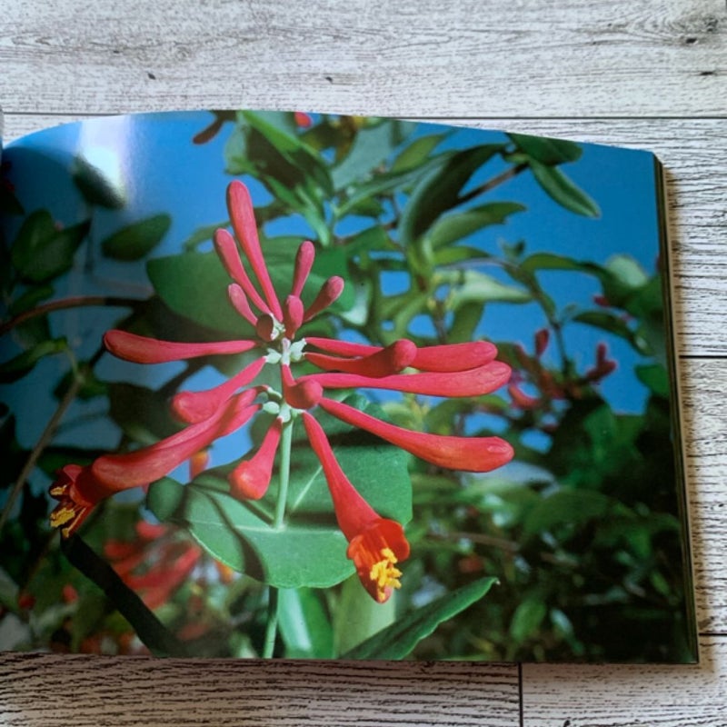 National Audubon Society Pocket Guide to Familiar Flowers