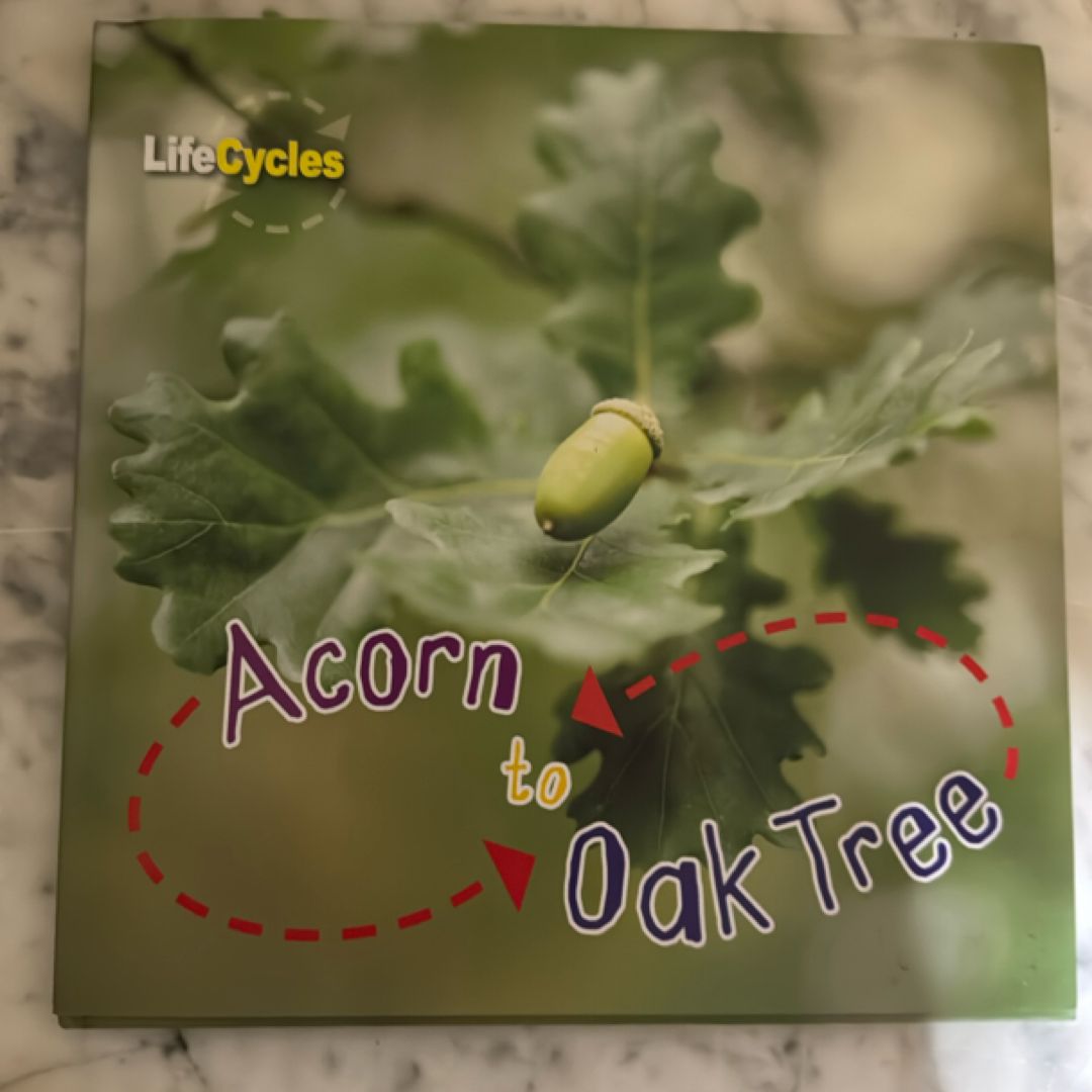 Acorn to Oak Tree