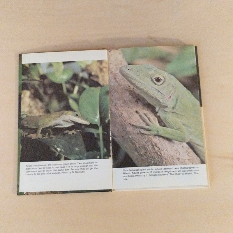 All about Chameleons and Anoles