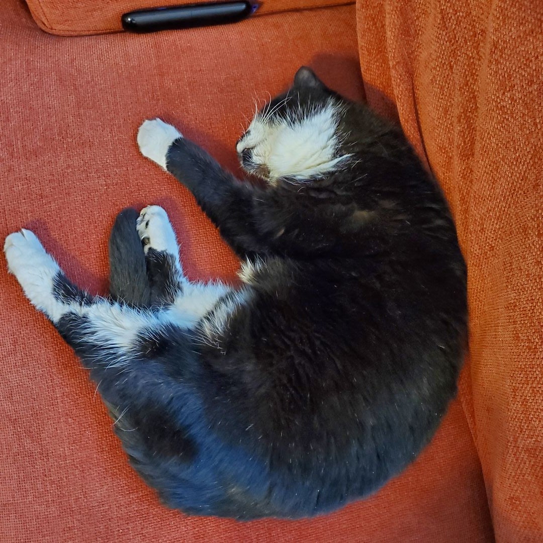 Cat Axland