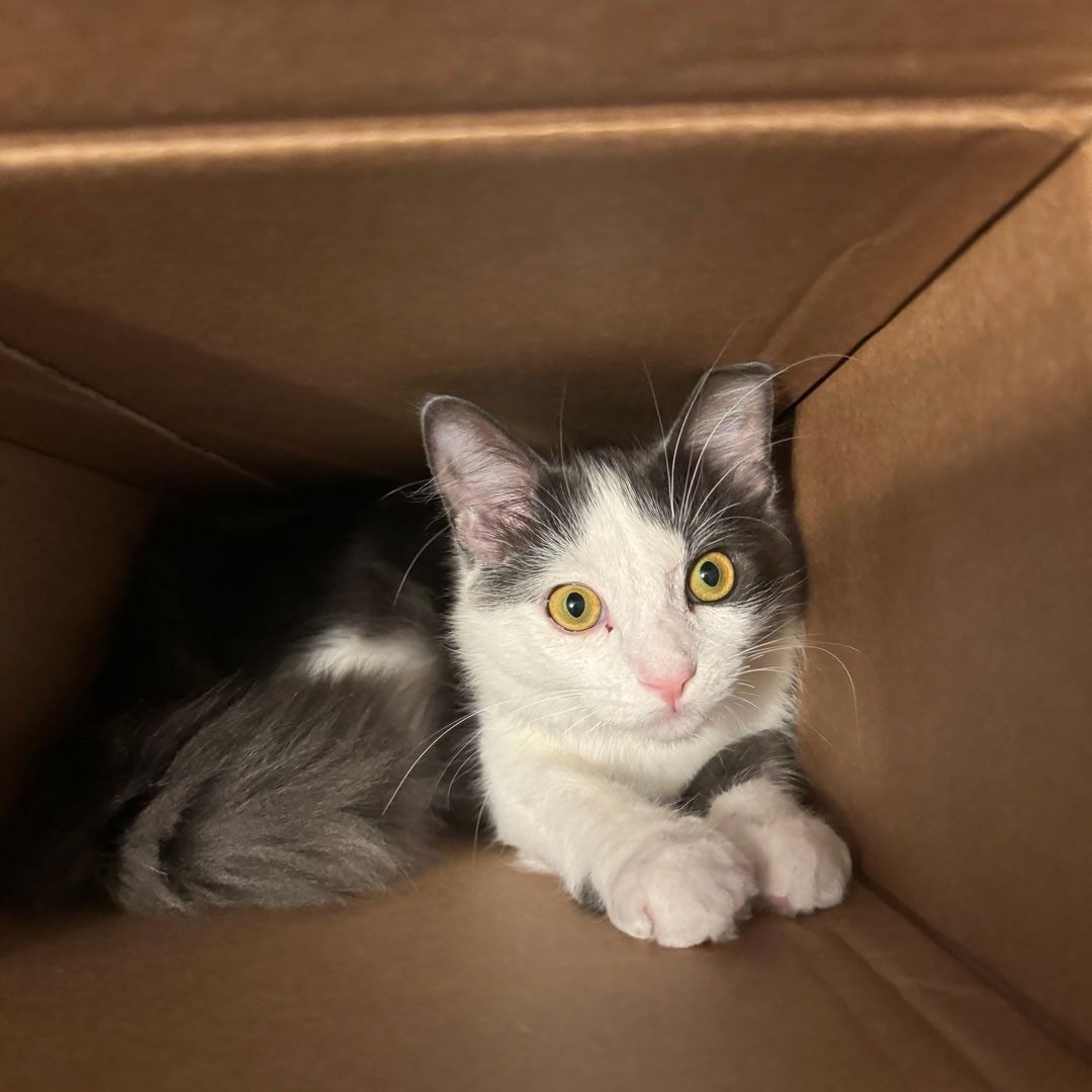 kit cat