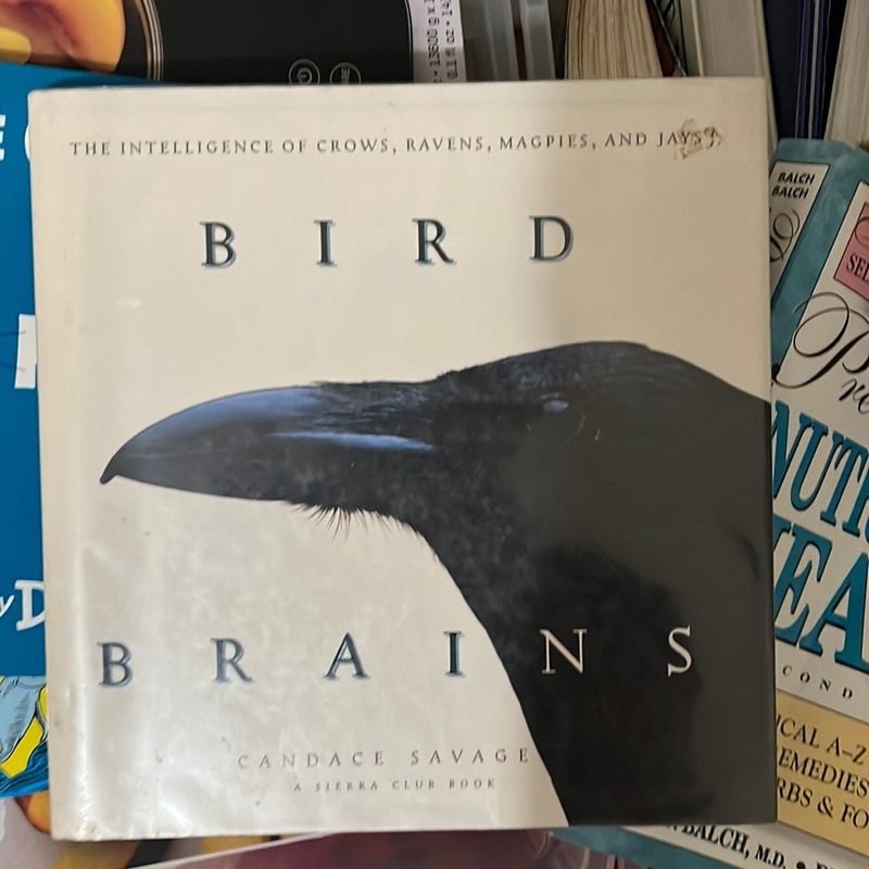 Bird Brains