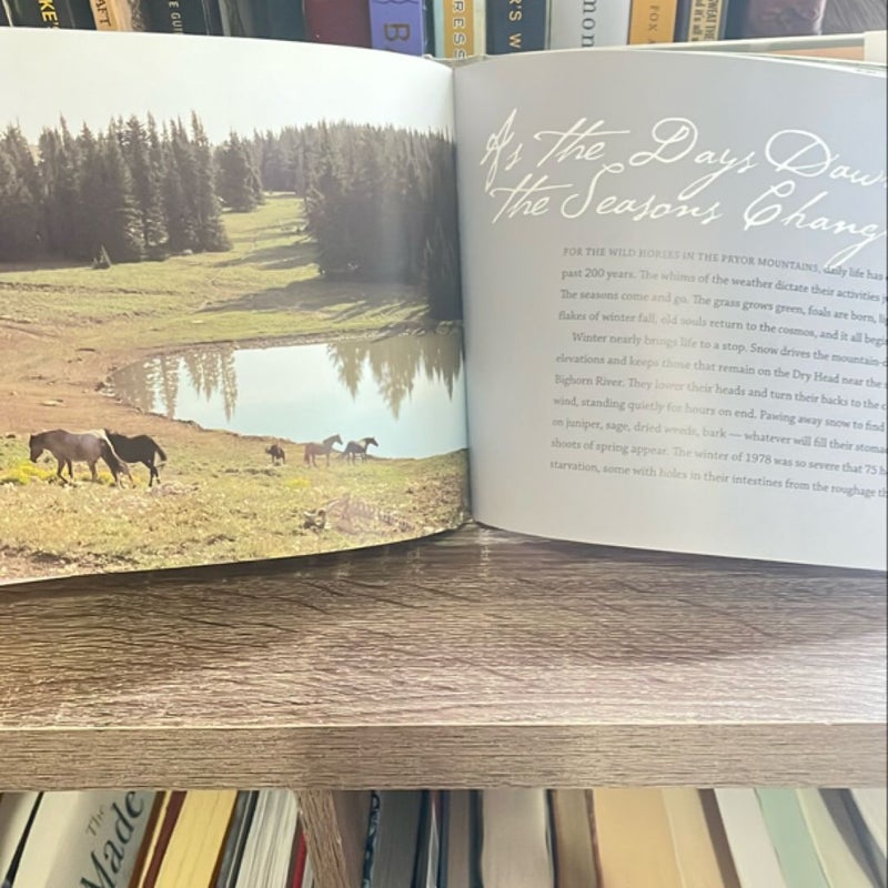 Among Wild Horses